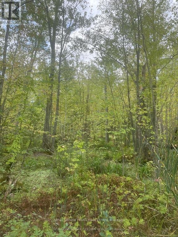 00 Adams-Cummings Road, Trent Lakes, Ontario  K0L 2J0 - Photo 8 - X12663848