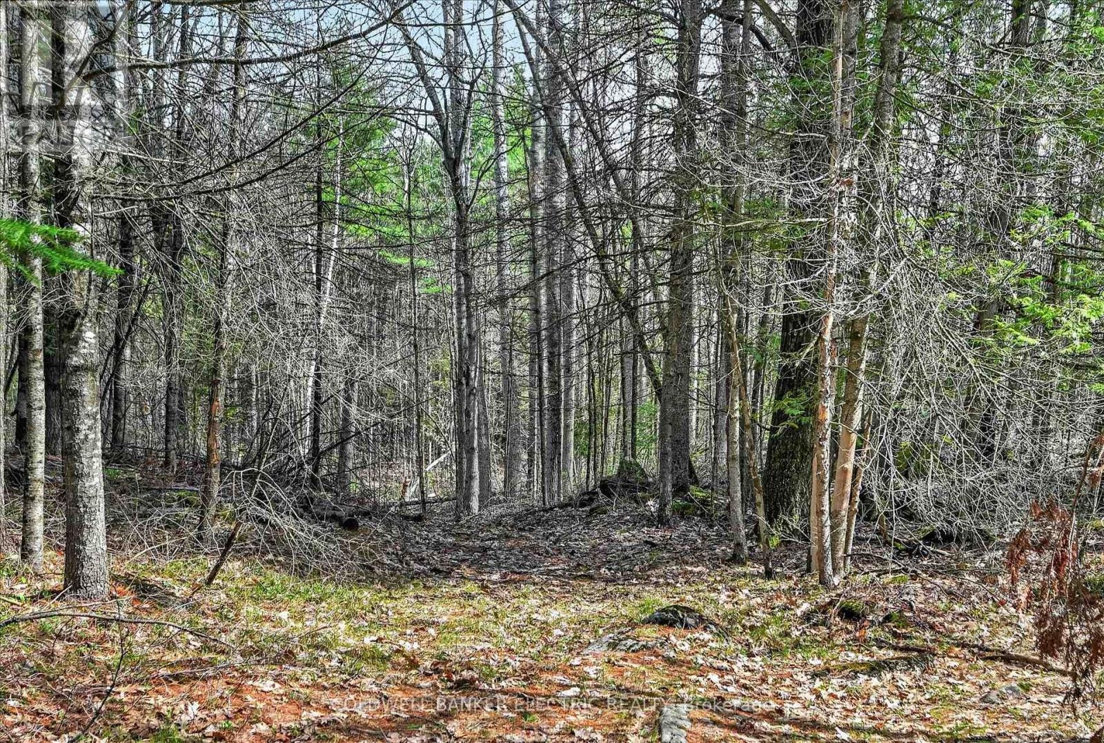 517 2nd Line Belmont, Havelock-Belmont-Methuen, Ontario  K0L 1Z0 - Photo 36 - X13068802