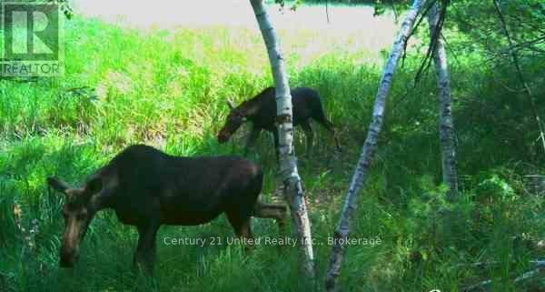 Lt 9 N 1/2 Lt 10 Con 13, Kawartha Lakes, Ontario  L0K 1W0 - Photo 11 - X13227328