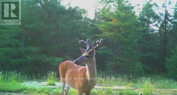 Lt 9 N 1/2 Lt 10 Con 13, Kawartha Lakes, Ontario  L0K 1W0 - Photo 10 - X13227328