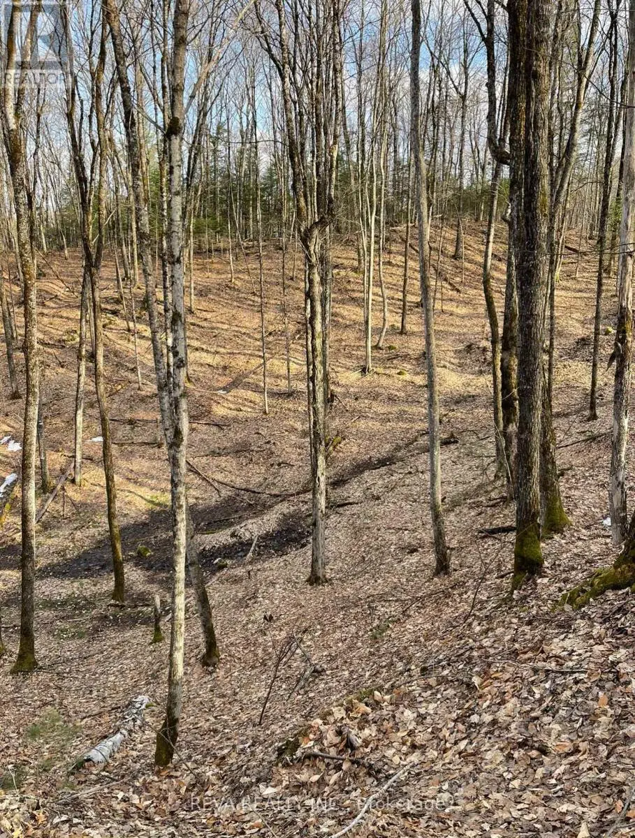 0 Road Allowance, Bancroft, Ontario  K0L 2L0 - Photo 1 - X11996882