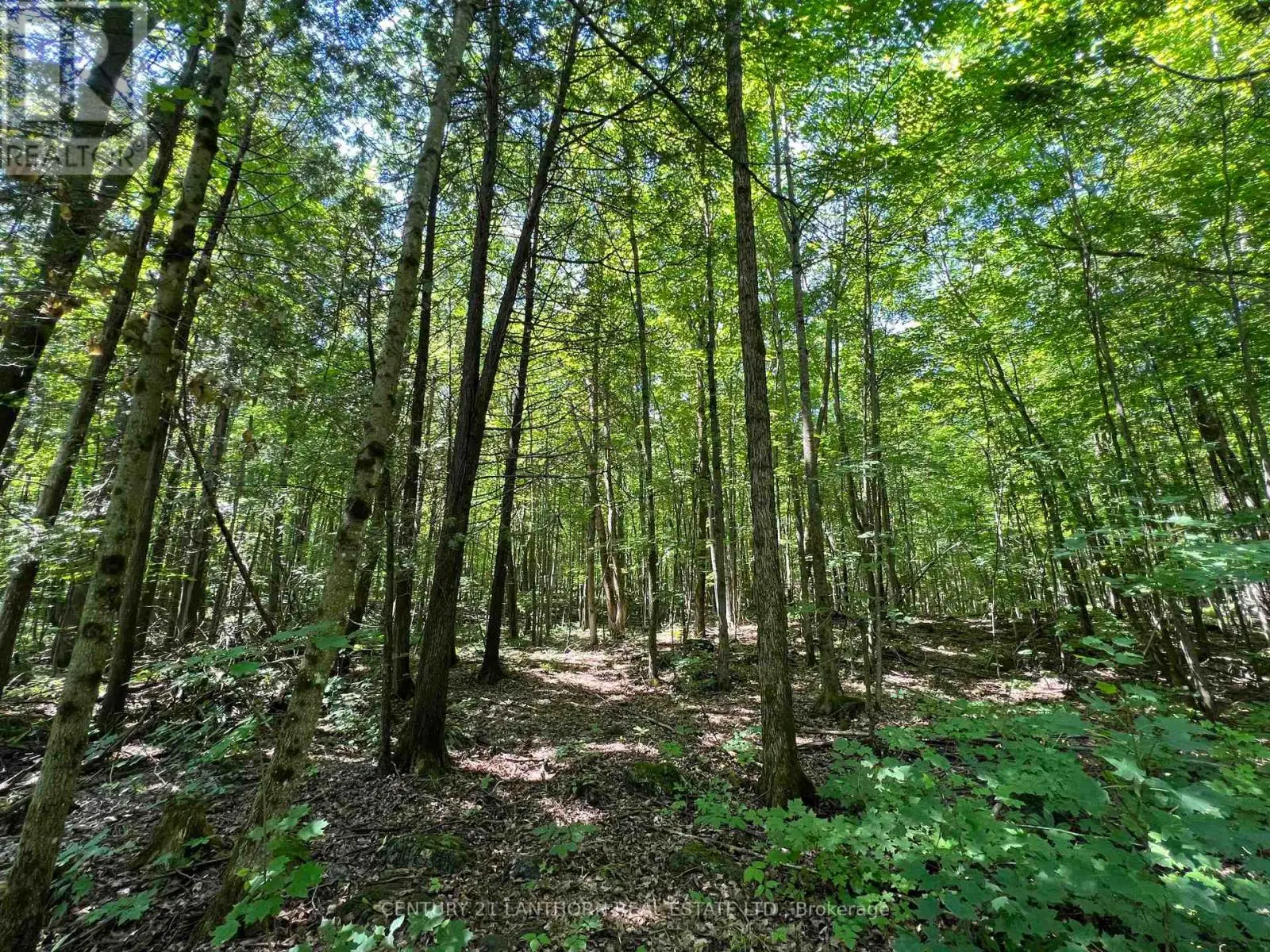 0 Luffman Road, Tweed, Ontario  K0K 2L0 - Photo 3 - X11951377
