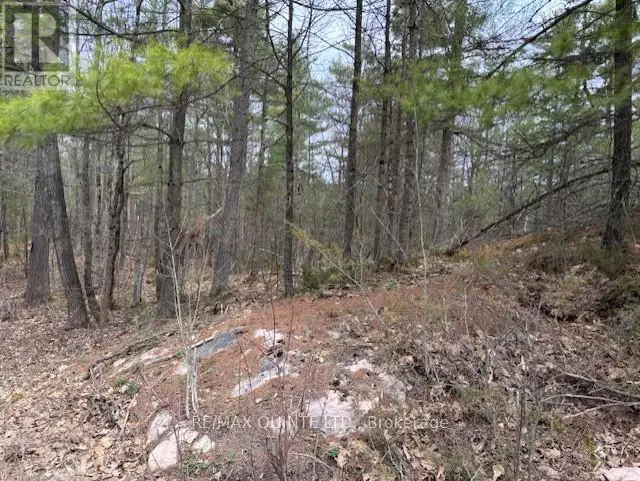 325 Bridgewater Road, Tweed, Ontario  K0K 2K0 - Photo 2 - X12108091
