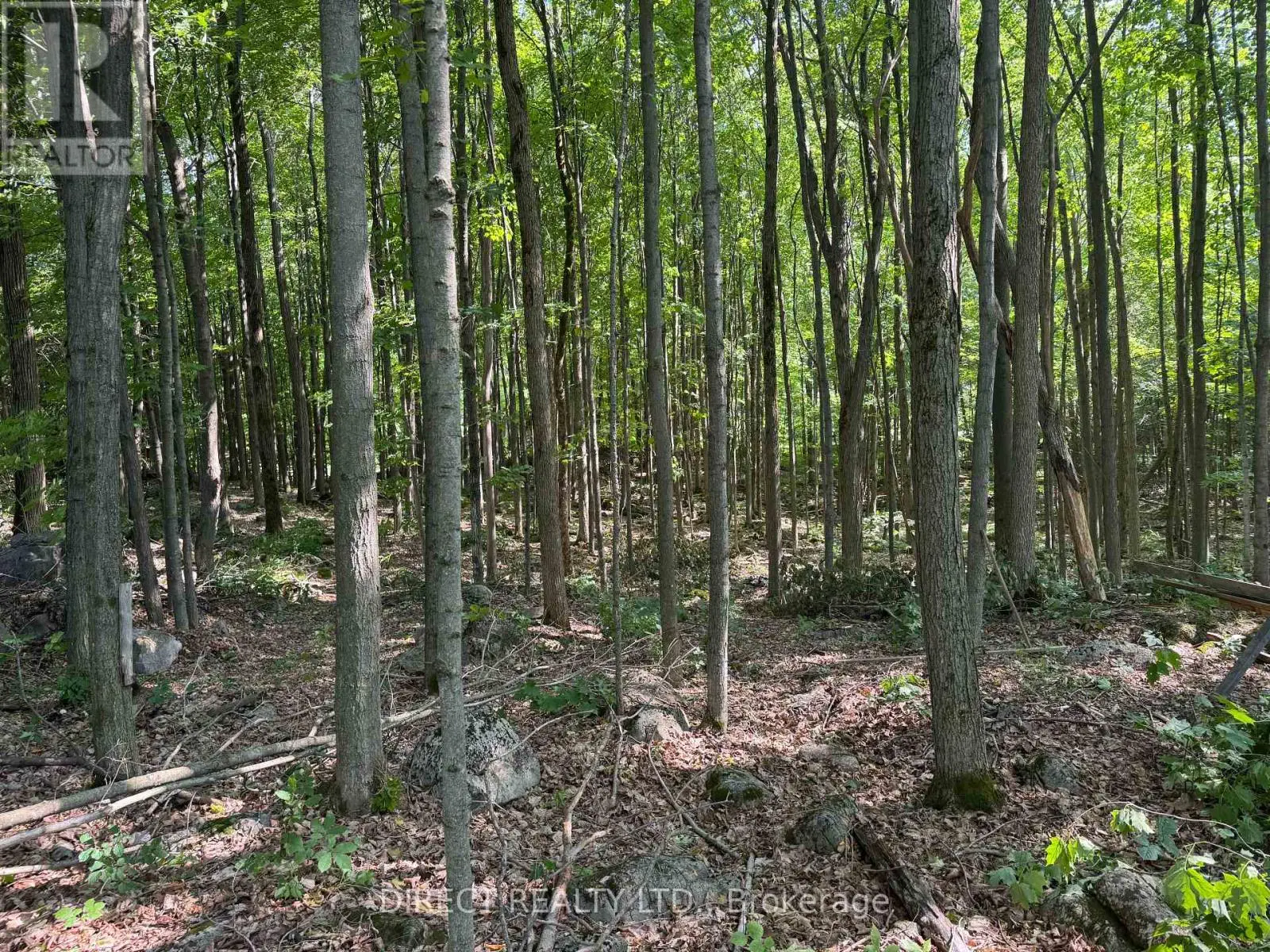 Lot 15 James Street, Tweed, Ontario  K0K 2L0 - Photo 2 - X12241729