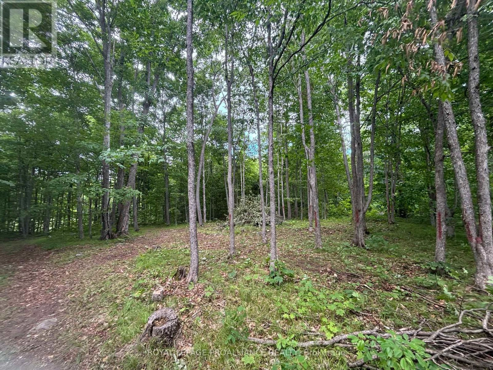 Severed B - 554 Pigden Road, Madoc, Ontario  K0K 2K0 - Photo 3 - X12283346