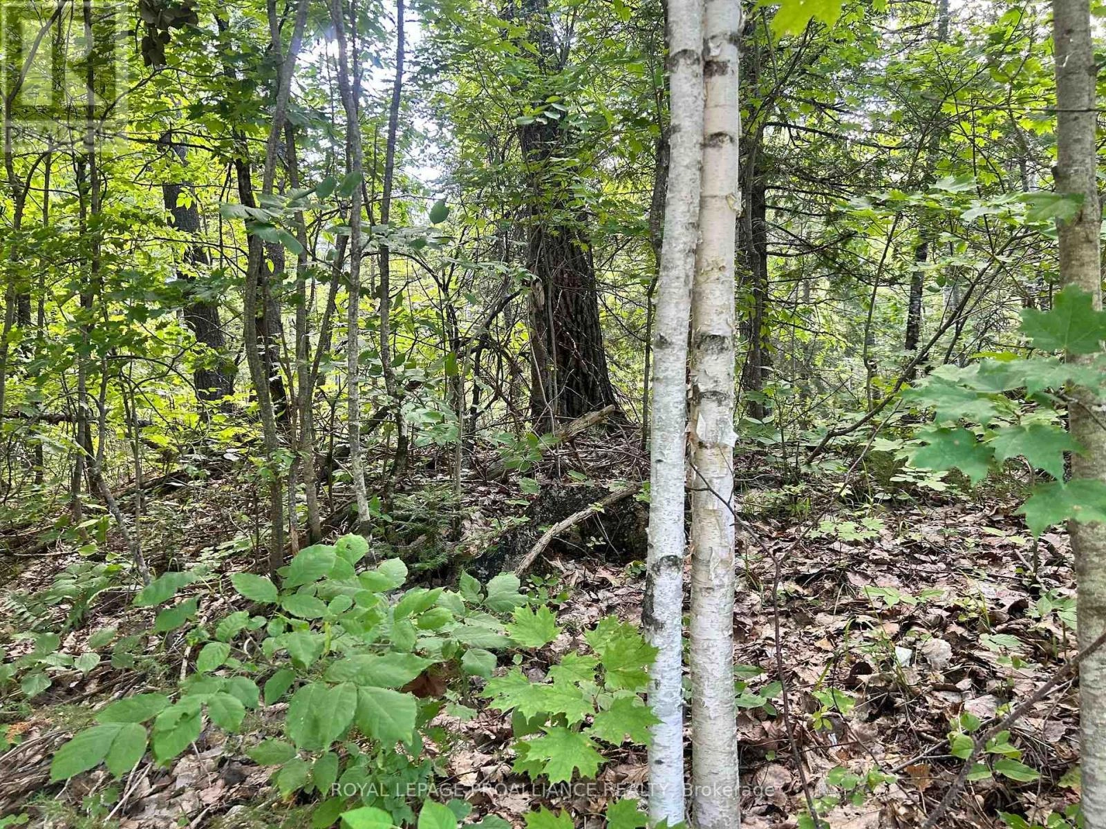 0 Trebbien Road, Bonnechere Valley, Ontario  K0J 1T0 - Photo 3 - X12300428