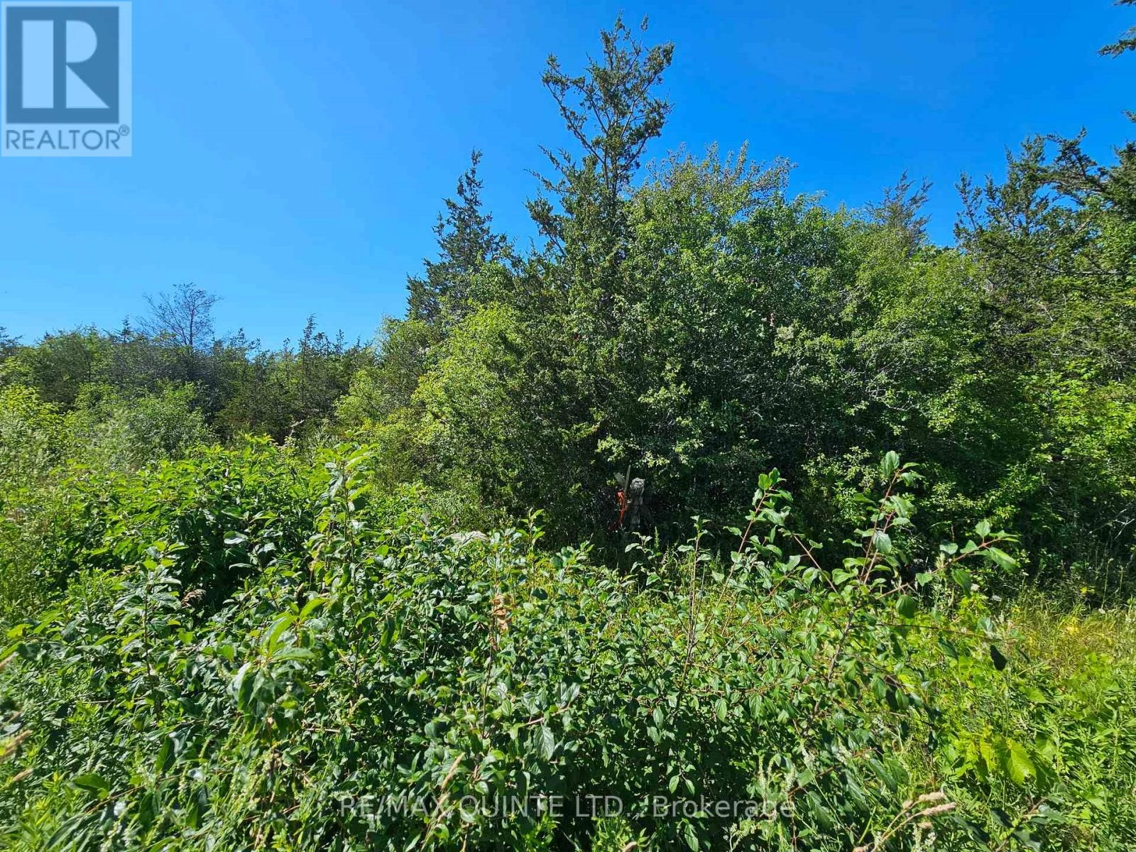 Beside 101 Royal Road, Prince Edward County, Ontario  K0K 2P0 - Photo 3 - X12305646