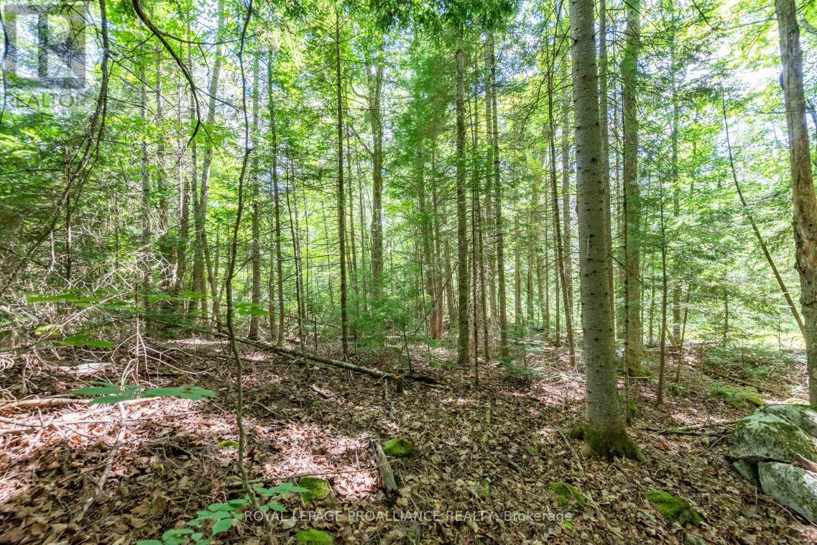 0 Buckshot Lake Road, North Frontenac, Ontario  K0H 2M0 - Photo 3 - X12298222