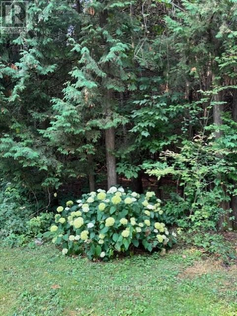 156 Tracey Road S, Tyendinaga, Ontario K0K 2Y0 - Photo 15 - X12332629