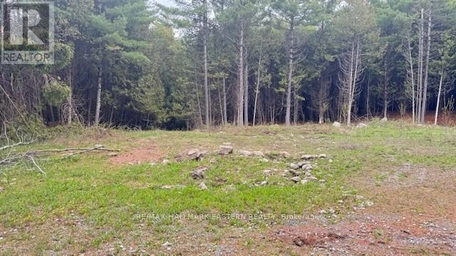 593 County Road 40, Douro-Dummer, Ontario  K0L 2V0 - Photo 3 - X12139379
