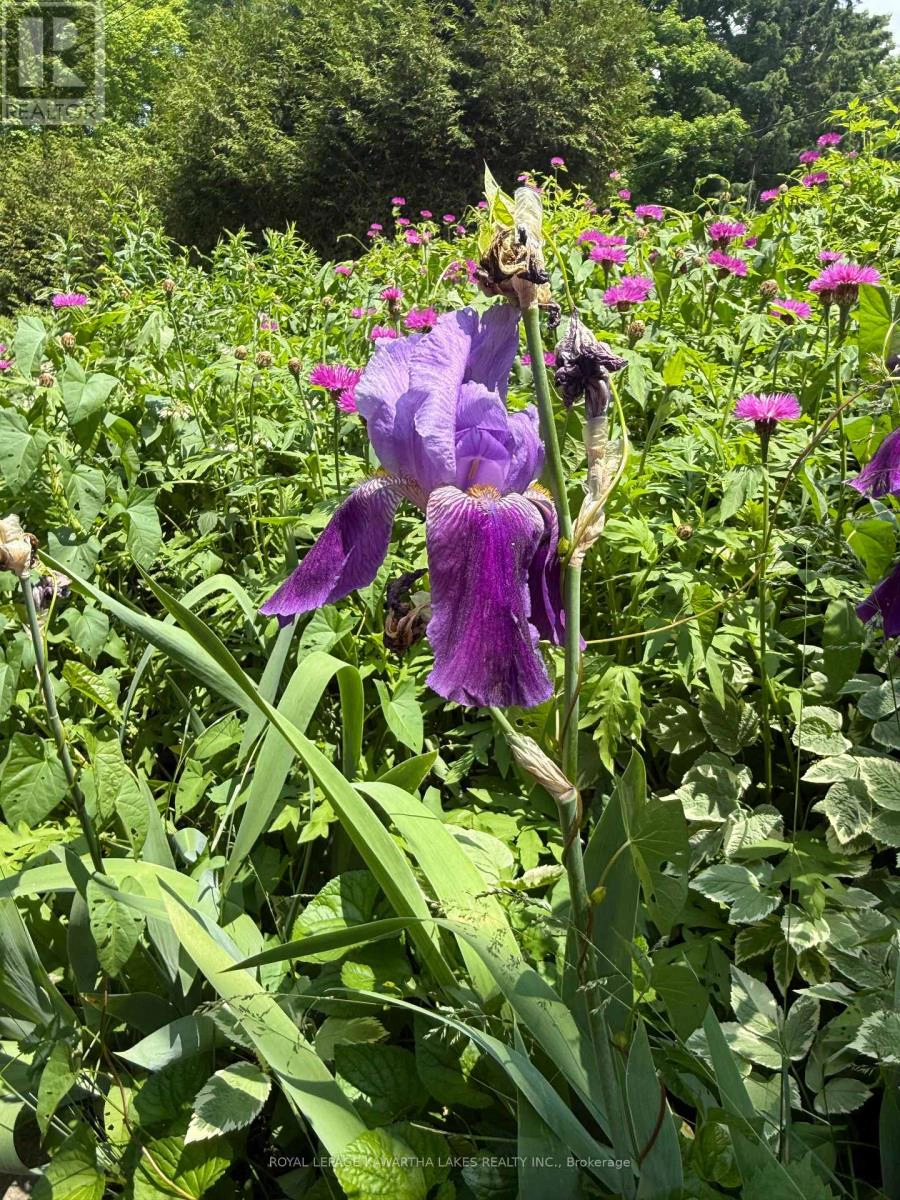 5 Government Dock Road, Kawartha Lakes, Ontario  K0M 2L0 - Photo 18 - X12499764