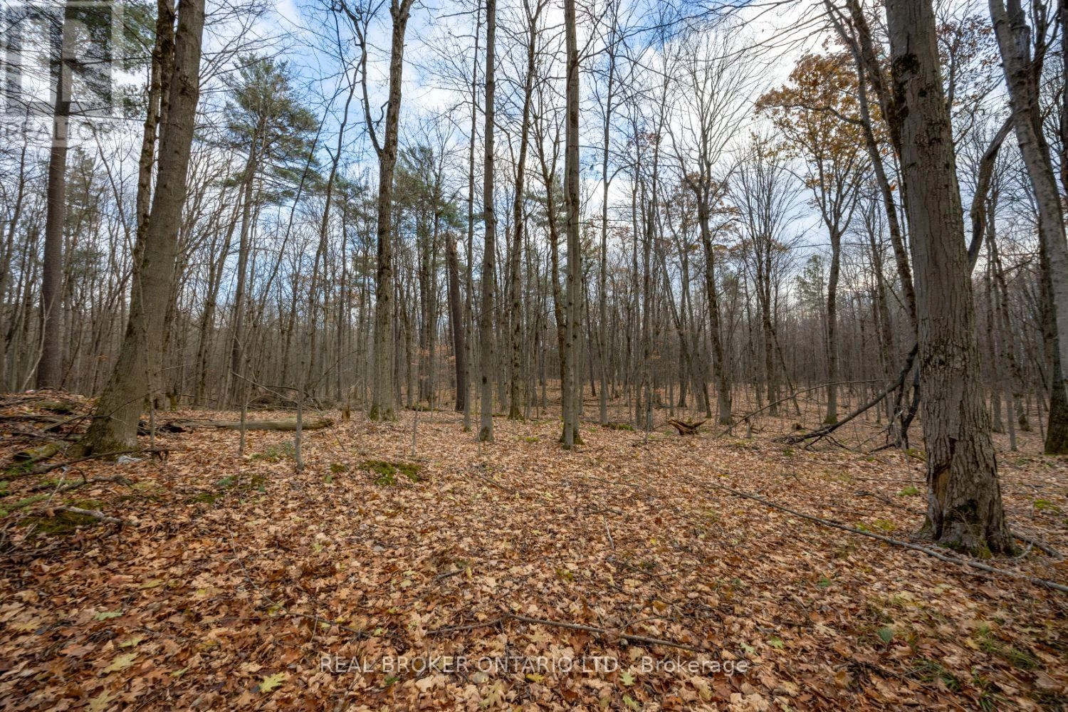 398 Sandy Hook Road, Kawartha Lakes, Ontario L0A 1K0 - Photo 45 - X12563490