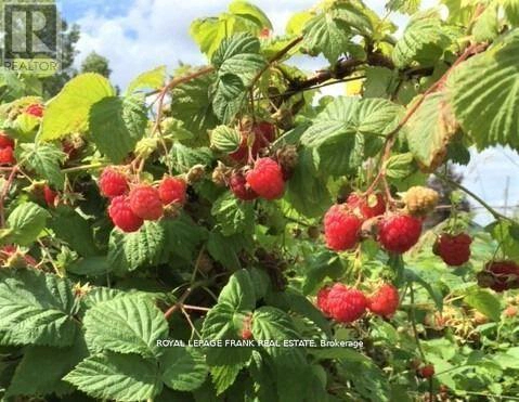 3071 5th Line E, Trent Hills, Ontario K0L 1L0 - Photo 32 - X12774886